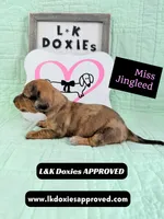 Miss Jingleed 785-821-1920 SH, a female Miniature Dachshund for sale in Arapahoe, CO – 5 of 10