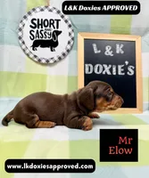Mr Elon No Merle Genes SH, a male Miniature Dachshund for sale in Arapahoe, CO – 10 of 10