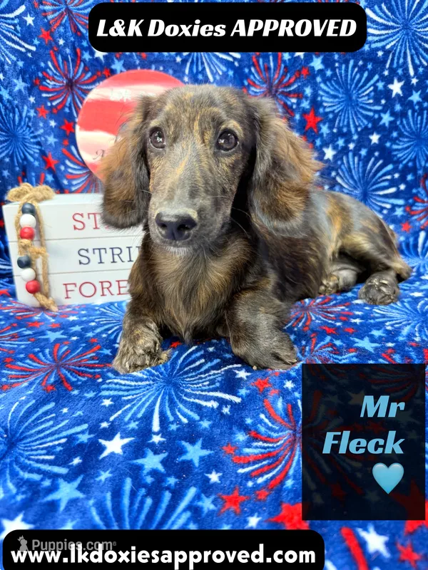 Mr FLECK NO DAPPLE 💙 – Miniature Dachshund puppy for sale in Arapahoe, CO