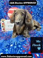 Mr FLECK NO DAPPLE 💙, a male Miniature Dachshund for sale in Arapahoe, CO – 1 of 10