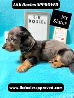 Mr Slater 785-821-1920 LH, a male Miniature Dachshund for sale in Arapahoe, CO – 4 of 10