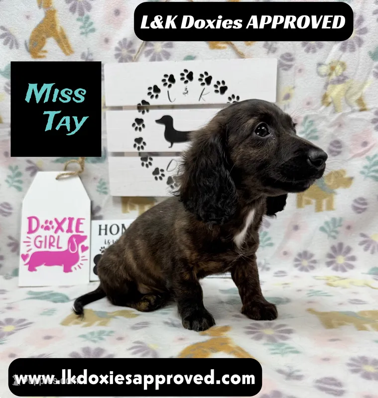 Miss Tay – Miniature Dachshund puppy for sale in Arapahoe, CO