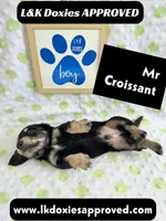Mr Croissant 785-821-1920 LH, a male Miniature Dachshund for sale in Arapahoe, CO – 8 of 10