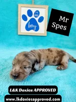 Mr Specs 785-821-1920 LH , a male Miniature Dachshund for sale in Arapahoe, CO – 5 of 10