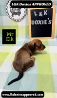 Mr Elk, a male Miniature Dachshund for sale in Arapahoe, CO – 6 of 10