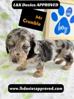 Mr Crumble 785-821-1920 LH , a male Miniature Dachshund for sale in Arapahoe, CO – 7 of 10