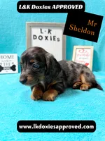 Mr Sheldon 785-821-1920, a male Miniature Dachshund for sale in Arapahoe, CO – 9 of 10