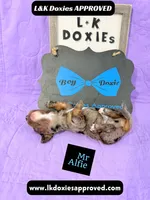 Mr Alfie 795-821-1920, a male Miniature Dachshund for sale in Arapahoe, CO – 9 of 10