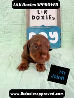 Mr Jollof 795-821-1920 LH, a male Miniature Dachshund for sale in Arapahoe, CO – 2 of 10