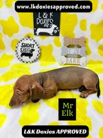 Mr Elk NON DAPPLE GUY, a male Miniature Dachshund for sale in Arapahoe, CO – 9 of 10