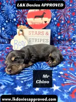 Mr Chino, a male Miniature Dachshund for sale in Arapahoe, CO – 4 of 8