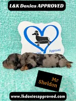 Mr Sheldon 785-821-1920, a male Miniature Dachshund for sale in Arapahoe, CO – 8 of 9
