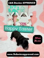 Miss Bliss Brindle , a female Miniature Dachshund for sale in Arapahoe, CO – Photo 6 of 6