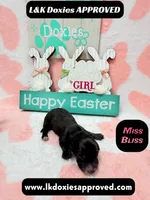 Miss Bliss Brindle , a female Miniature Dachshund for sale in Arapahoe, CO – Photo 3 of 6