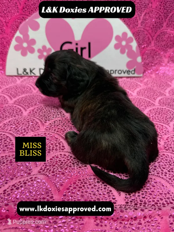 Miss Bliss Brindle  – Miniature Dachshund puppy for sale in Arapahoe, CO