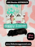 Miss Bliss Brindle , a female Miniature Dachshund for sale in Arapahoe, CO – Photo 5 of 6