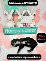 Miss Bliss Brindle , a female Miniature Dachshund for sale in Arapahoe, CO – Photo 2 of 6