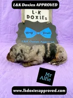 Mr Alfie 795-821-1920, a male Miniature Dachshund for sale in Arapahoe, CO – 7 of 10