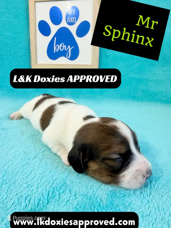 Mr Sphynx 795-821-1920 LH – Miniature Dachshund puppy for sale in Arapahoe, CO