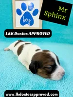 Mr Sphynx 795-821-1920 LH, a male Miniature Dachshund for sale in Arapahoe, CO – 1 of 10