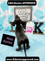 Miss Karissa, a female Miniature Dachshund for sale in Arapahoe, CO – 5 of 10