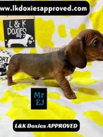 Mr Ej NO MEREL GENE SH, a male Miniature Dachshund for sale in Arapahoe, CO – 8 of 10