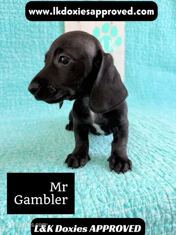 Mr Gambler SH ❤️ – Miniature Dachshund puppy for sale in Arapahoe, CO