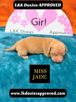 Miss Jade Dapple, a female Miniature Dachshund for sale in Arapahoe, CO – Photo 7 of 9