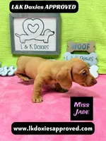 Miss Jade Dapple 🩷🐾, a female Miniature Dachshund for sale in Arapahoe, CO – 7 of 10