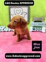 Miss Jade Dapple 🩷🐾, a female Miniature Dachshund for sale in Arapahoe, CO – 2 of 10