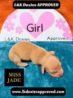 Miss Jade Dapple, a female Miniature Dachshund for sale in Arapahoe, CO – Photo 6 of 9