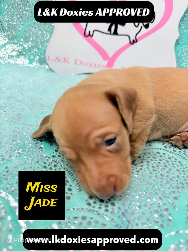 Miss Jade Dapple – Miniature Dachshund puppy for sale in Arapahoe, CO