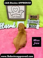 Miss Jade Dapple 🩷🐾, a female Miniature Dachshund for sale in Arapahoe, CO – 8 of 10
