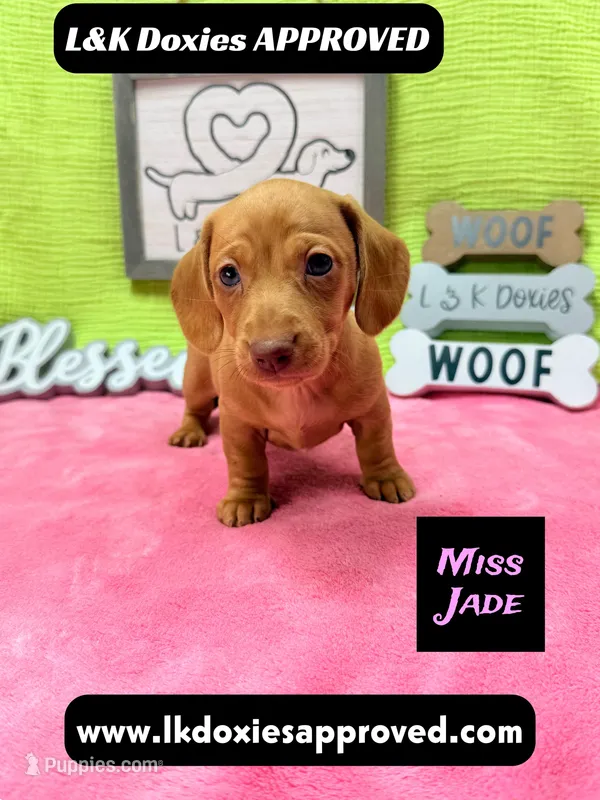 Miss Jade Dapple 🩷🐾 – Miniature Dachshund puppy for sale in Arapahoe, CO