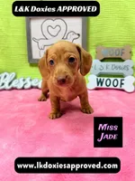 Miss Jade Dapple 🩷🐾, a female Miniature Dachshund for sale in Arapahoe, CO – 1 of 10