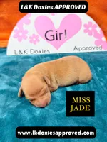 Miss Jade Dapple, a female Miniature Dachshund for sale in Arapahoe, CO – Photo 3 of 9