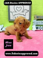Miss Jade Dapple 🩷🐾, a female Miniature Dachshund for sale in Arapahoe, CO – 4 of 10