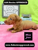 Miss Jade Dapple 🩷🐾, a female Miniature Dachshund for sale in Arapahoe, CO – 6 of 10