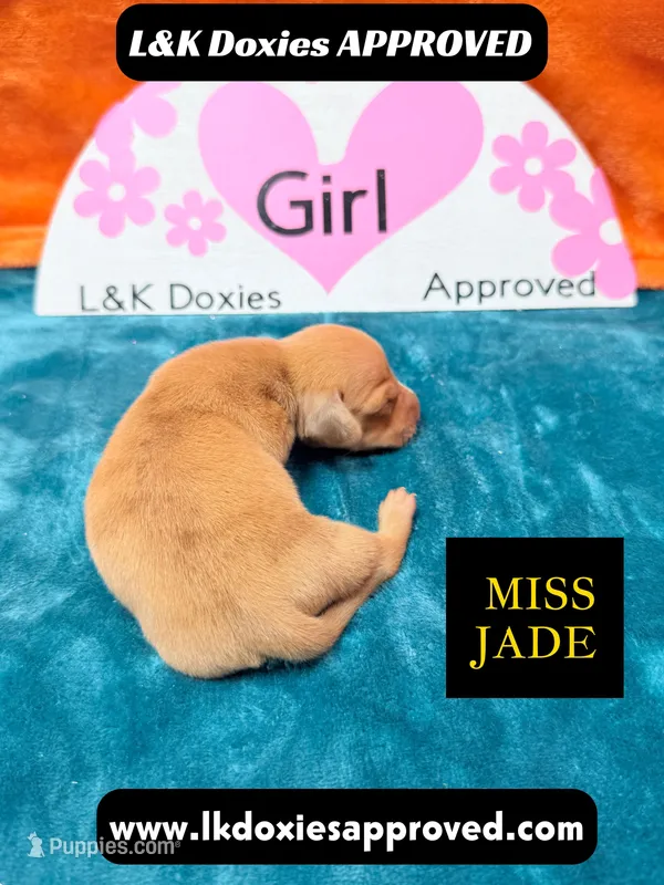 Miss Jade Dapple – Miniature Dachshund puppy for sale in Arapahoe, CO