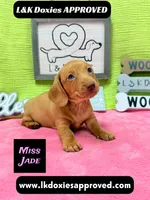 Miss Jade Dapple 🩷🐾, a female Miniature Dachshund for sale in Arapahoe, CO – 3 of 10