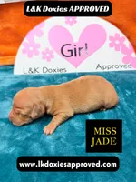 Miss Jade Dapple, a female Miniature Dachshund for sale in Arapahoe, CO – Photo 4 of 9