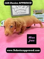 Miss Jade Dapple 🩷🐾, a female Miniature Dachshund for sale in Arapahoe, CO – 5 of 10