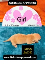 Miss Jade Dapple, a female Miniature Dachshund for sale in Arapahoe, CO – Photo 5 of 9