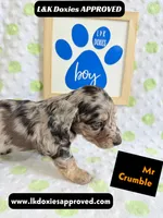 Mr Crumble 785-821-1920 LH , a male Miniature Dachshund for sale in Arapahoe, CO – 6 of 10