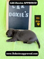 Mr. Kip 785-821-1920, a male Miniature Dachshund for sale in Arapahoe, CO – 6 of 10