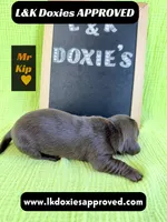 Mr. Kip 785-821-1920, a male Miniature Dachshund for sale in Arapahoe, CO – 7 of 10