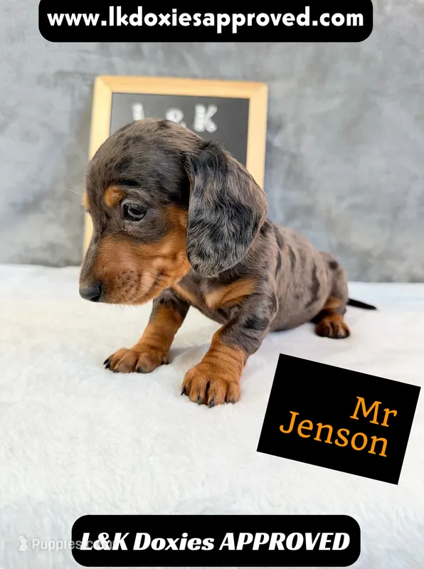 Mr Jenson 💙 – Miniature Dachshund puppy for sale in Arapahoe, CO