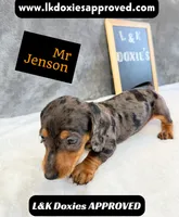 Mr Jenson 💙, a male Miniature Dachshund for sale in Arapahoe, CO – 2 of 10