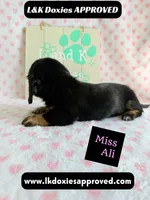 Miss Ali 785-821-1920, a female Miniature Dachshund for sale in Arapahoe, CO – 2 of 9