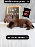 Mr. Kip 785-821-1920 SH, a male Miniature Dachshund for sale in Arapahoe, CO – 6 of 10